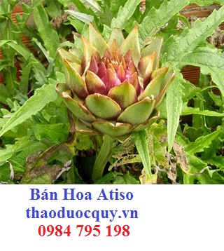 Hoa Atiso Tươi-Bồi Bổ Cơ Thể-Gói 1kg